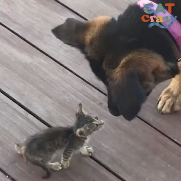 小浪貓「半路認狗」當作媽　大汪直接收編：我照顧你！