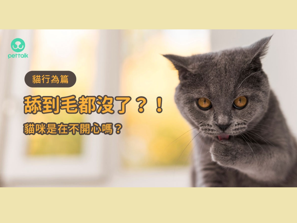 貓咪過度舔毛舔到毛禿禿，該怎麼辦呢？（圖／PetTalk）