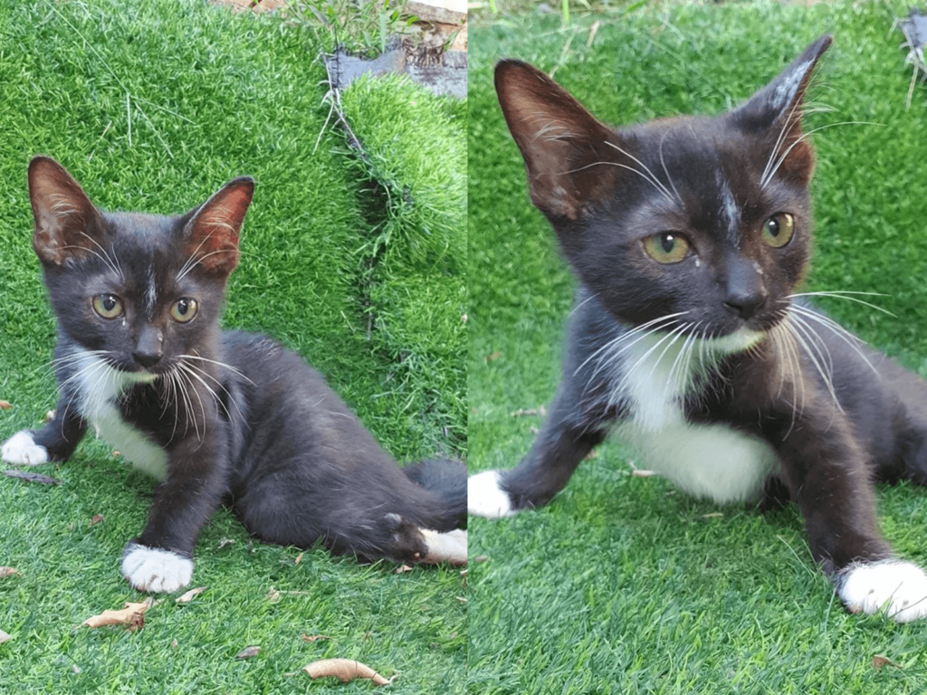 這隻後癱小賓士貓，目前由南園食堂暖心收容，並大力為牠尋覓主人！（圖／FB@南園食堂授權）