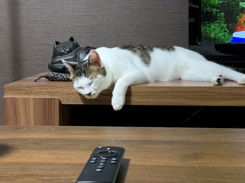 還不知道自己紅了的當事貓，擋完電視就睡趴惹。（圖／Twitter@maa_aa2） 