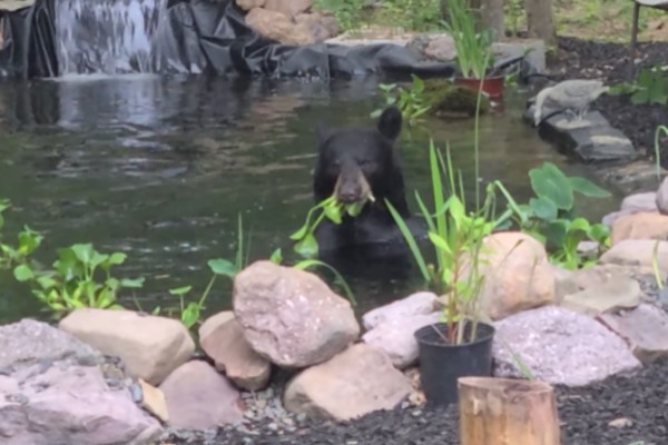 黑熊亂入屋主家魚池「泡澡」　大玩橡皮鴨：這裡好棒！