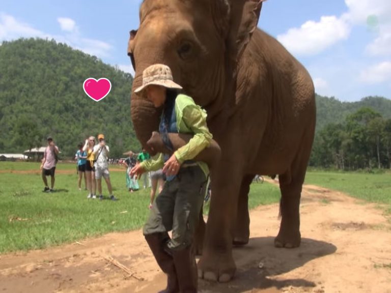 一頭大象在飼育員導覽時，突然將她擄走，原因竟是要她幫忙哄小孩？（圖／翻攝自Youtube@elephantnews）