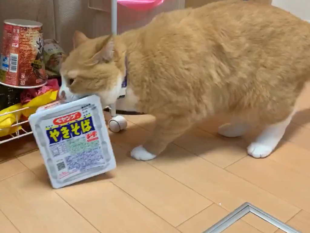 這隻橘白喵鎖定一碗泡麵，大口咬住快速逃跑！（圖／Twitter@tikuwamaru0728）