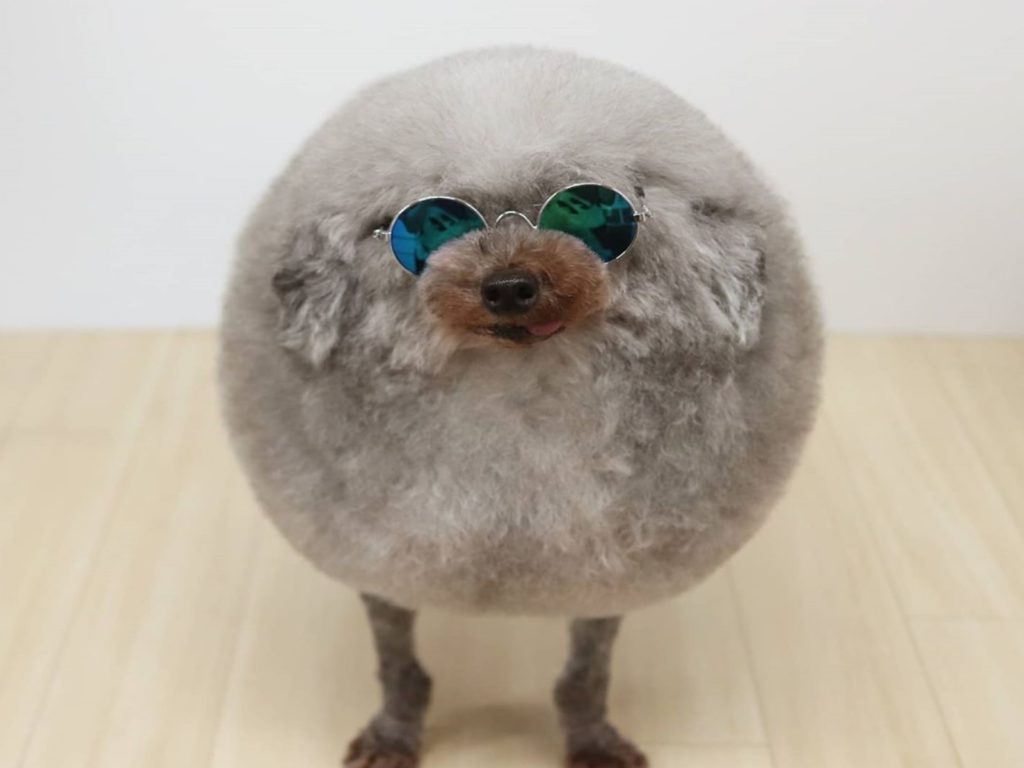 日本一巧手寵物造型師將自家灰貴賓打扮成海豹（圖／IG@yorikokoro）