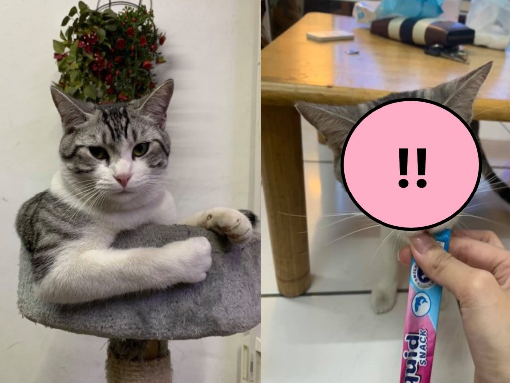 貓咪因為急著吃肉泥被奴才不小心噴得滿臉都是，網友看了全笑翻留言（圖／網友黃品品授權提供）