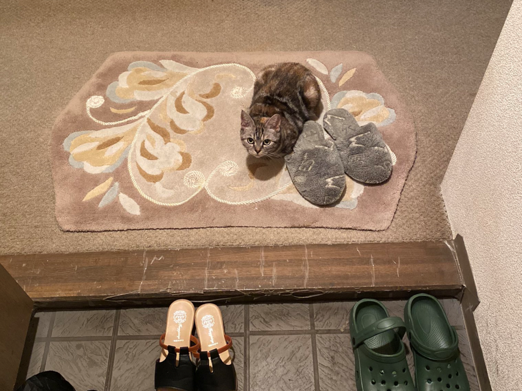 推主剛回到家一開燈，竟發現貓咪乖乖在玄關等門！（圖／Twitter@kocotori_30）