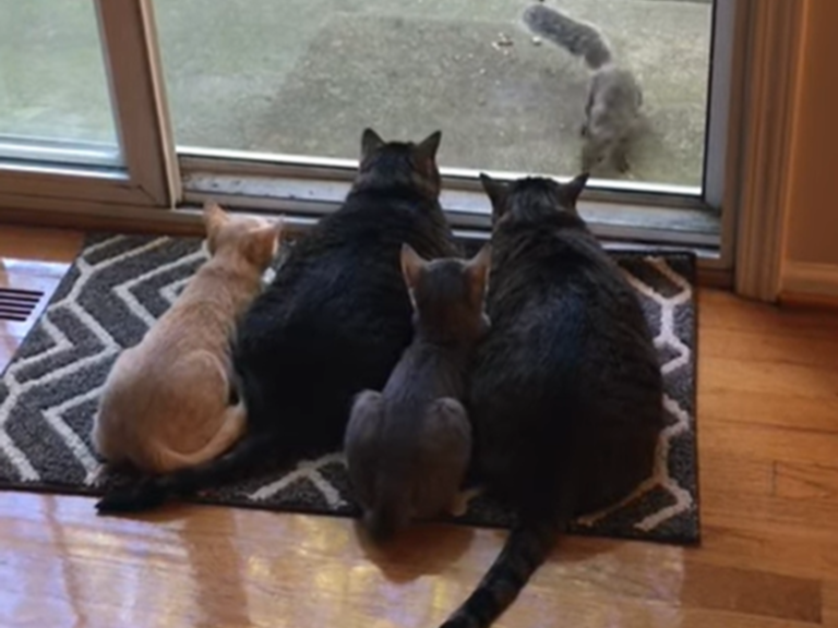 松鼠來到一處庭院覓食，4隻貓咪見狀紛紛擠在落地窗前目不轉睛（圖／翻攝自Youtube@ViralHog）