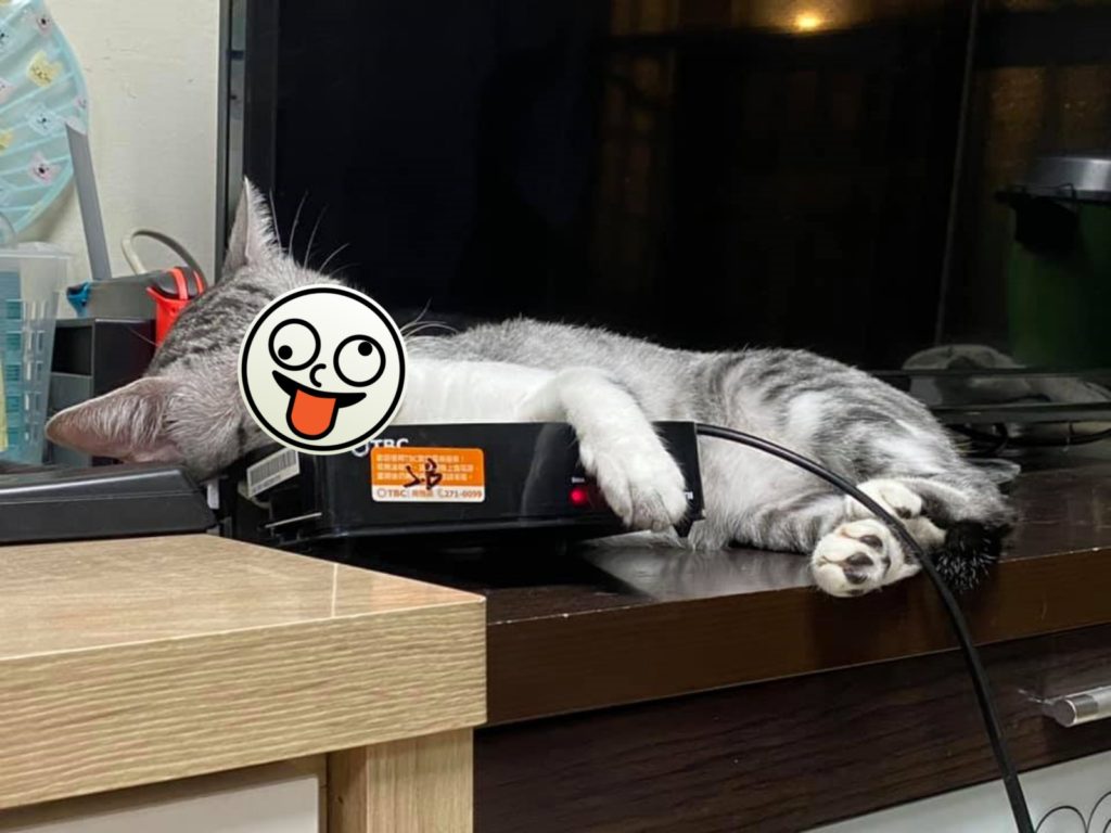 貓咪250睡機上盒睡到「不醒貓事」顏質崩壞。（圖／網友蹦綿綿提供） 