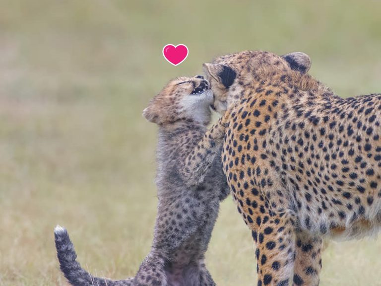 一名野生動物攝影師在肯亞拍到小獵豹跟媽媽撒嬌的畫面（圖／翻攝自FB@Jeffrey Wu）
