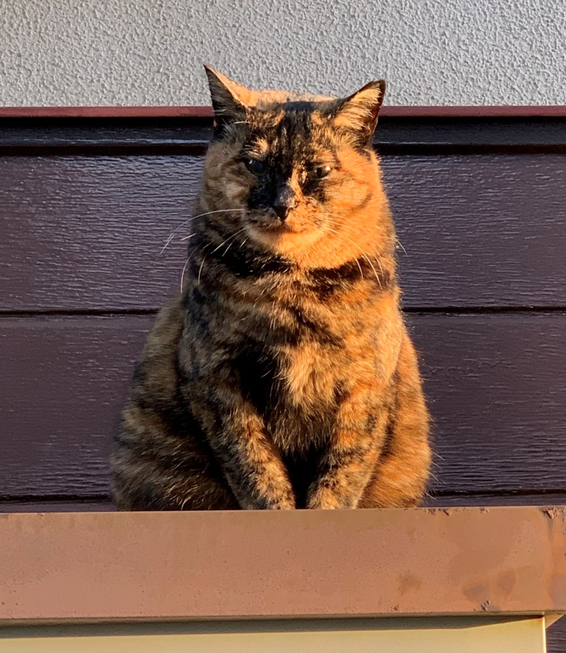 幾個月前過世了，但家附近沐浴在朝陽下的貓咪看起來真的好神聖啊～（圖／Twitter@Kyapcom7029_DX） 