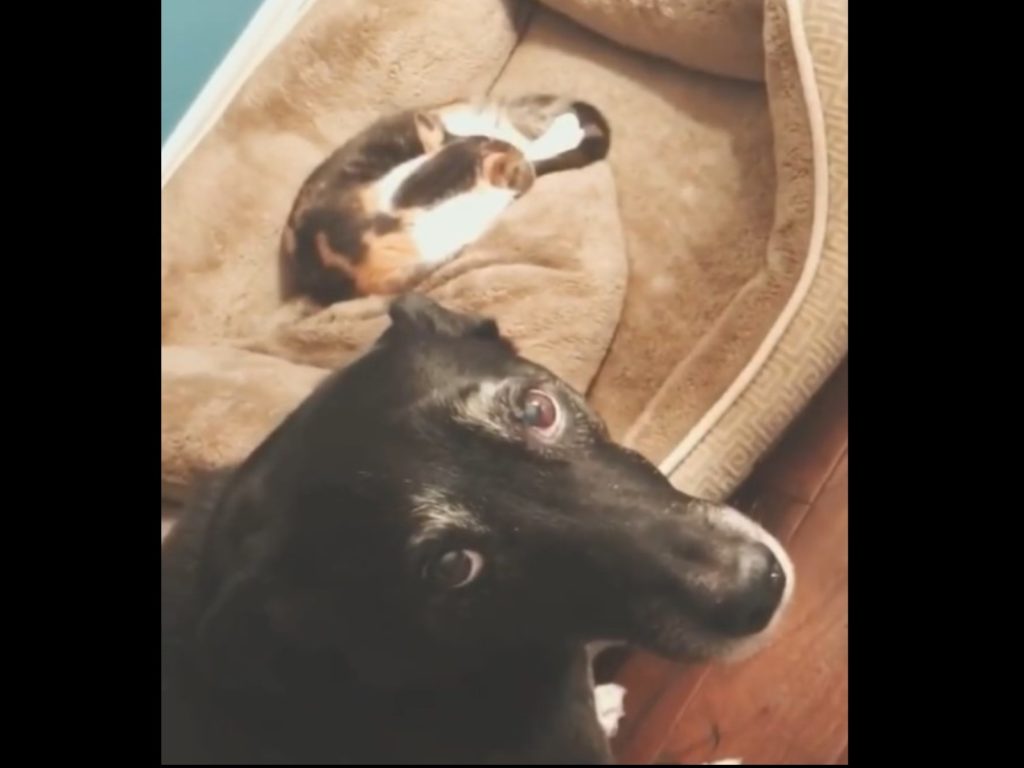 狗狗以眼神示意，告訴媽媽自己的窩被貓咪霸占了（圖／IG@gertieandcash）