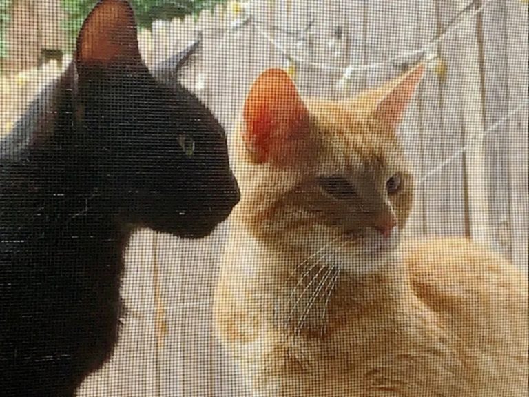 兩個月前吉安娜才和室友一起搬進美國紐約的新住處，想不到沒多久時間竟遇到兩隻浪貓，橘貓米索（Miso）和黑貓蘇奇（Suki） 來訪。（圖／Gianna Llewellyn） 