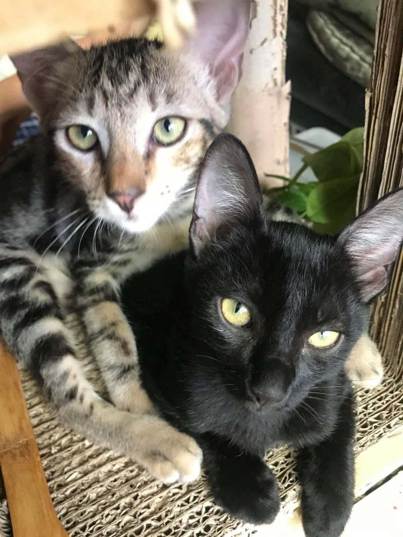小虎斑和同胎黑貓一同被領養的，約3、4個月大，非常黏人愛玩逗貓棒。（圖／網友Arthur Chiang提供） 