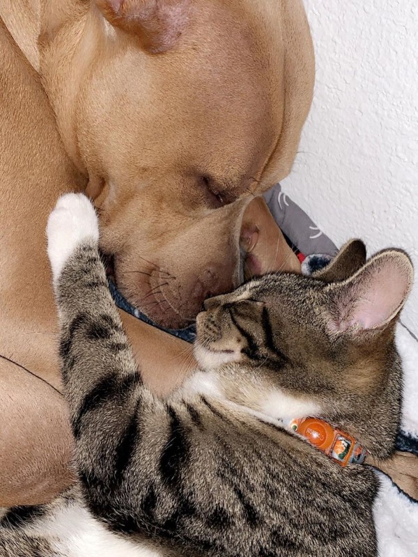 比特犬屢被拒絕竟收服喜怒無常貓咪的心　媽：牠們是好友！