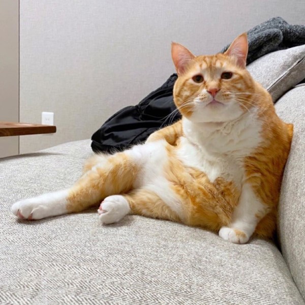 橘白貓肥軟肚肚卡窗簾　一臉悲情：偶太胖惹嗎？