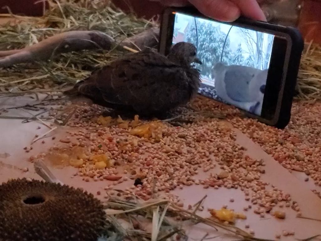 史考特（Scot Kelly）和班（Ben Page）日前救援到一隻不會啄食的幼鴿帕圖蒂小姐（Ms. Patootie），於是出動手機號召「虛擬好朋友」來教牠。（圖／Ben Page） 