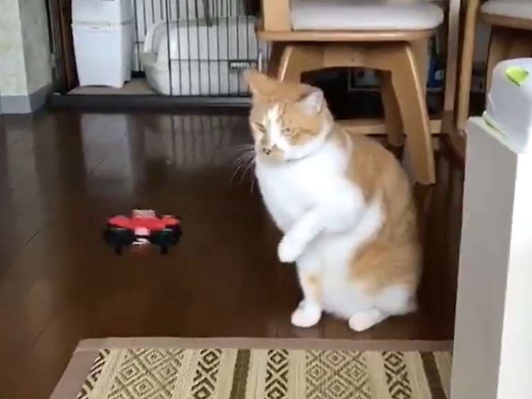 日本一隻橘白貓初見空拍機，沒想到反應竟是一掌擊落！（圖／Twitter@awamiduno）