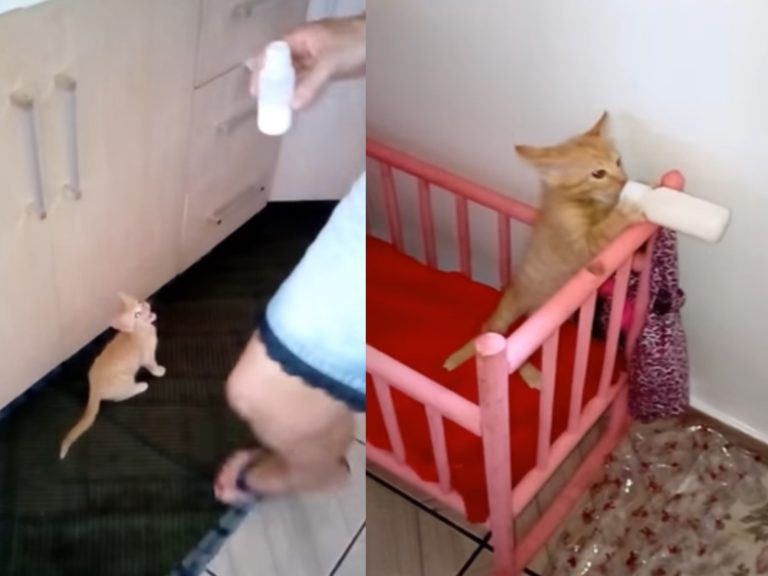 ▲小橘貓肚子餓躺搖床喝奶奶。（圖／翻攝自Youtube@ViralHog）