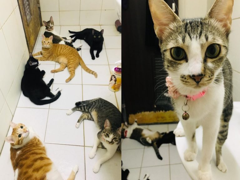 高雄一名貓奴上廁所被6隻貓咪硬闖入「陪伴」（圖／網友洪珮容授權提供）