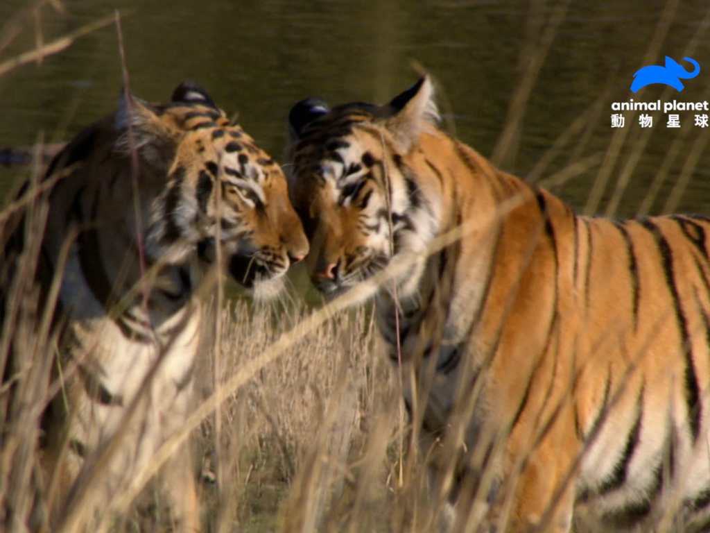 印度最強女團成軍！虎家姊妹生死鬥，地盤后座爭奪戰，分合劇情超展開 （圖／動物星球頻道提供）