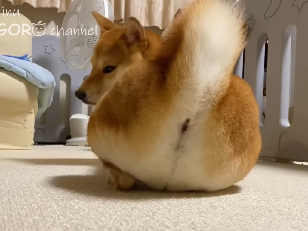 主人為愛柴修毛，剪成一顆超萌的蜜桃臀！（圖／翻攝自Youtube@柴犬りんご郎 Shiba Inu Ringoro）