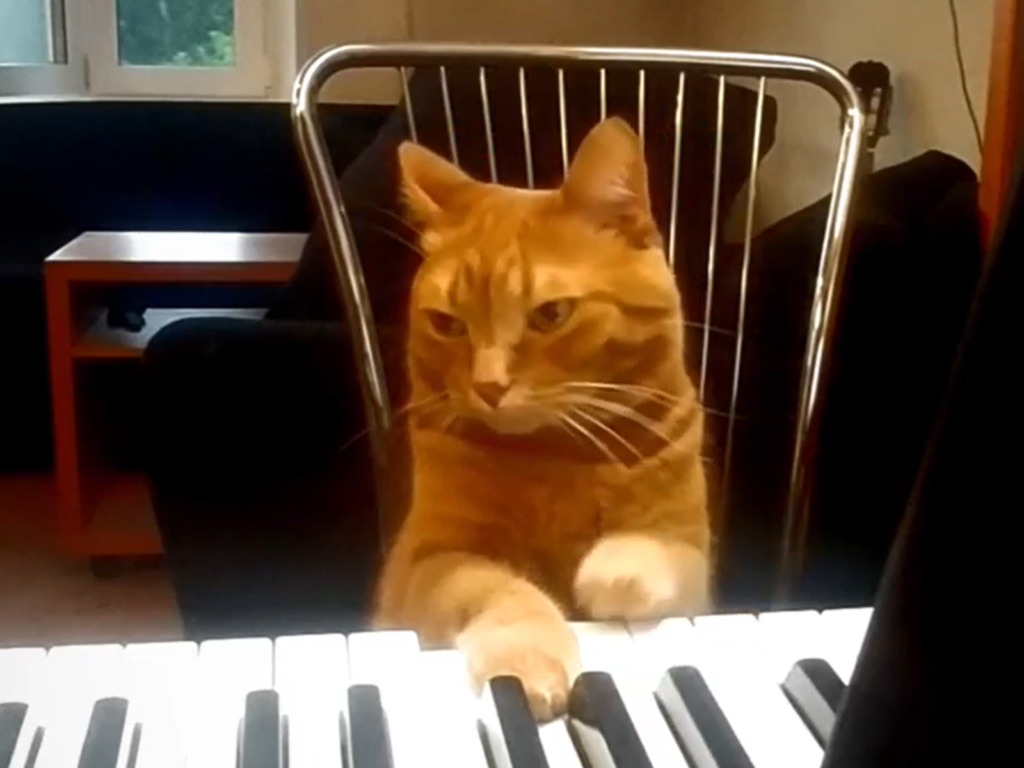 俄羅斯有隻橘貓無師自通，心情好會大秀琴技！（圖／TikTok@mars.gilmanov）