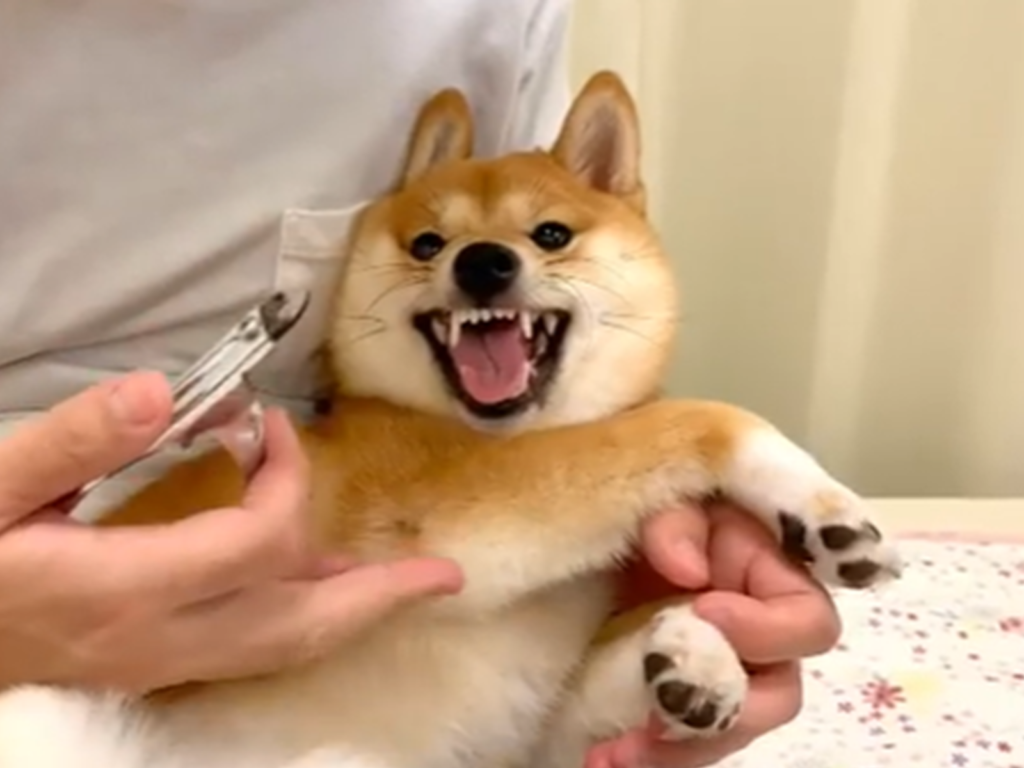 日本一隻萌臉柴柴，當牠一看到指甲刀瞬間變臉！（圖／IG＠hanachan_1111）