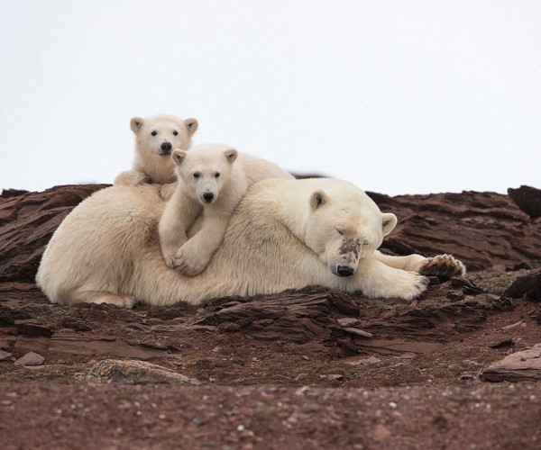 北極熊寶寶「搶塑膠袋」吃下肚　探險隊負責人：好心痛！