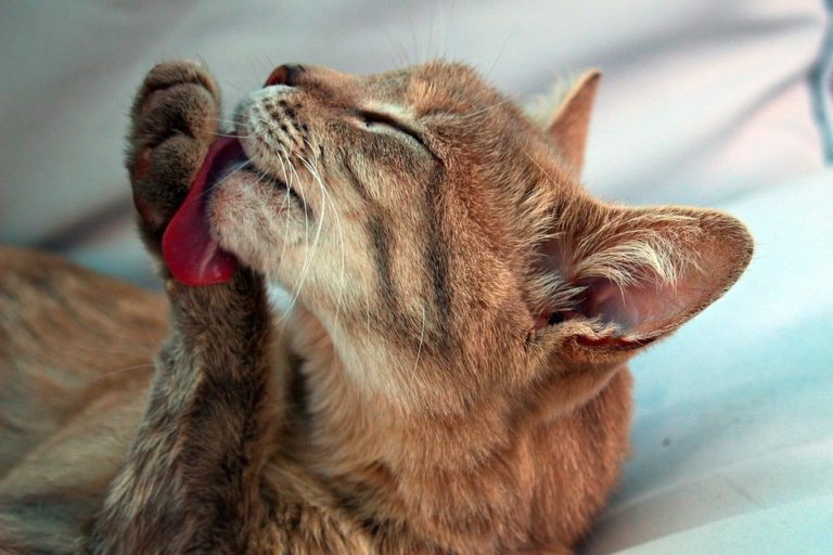 舔毛可以幫助貓咪解除焦慮和緊張感。（圖／PetTalk）