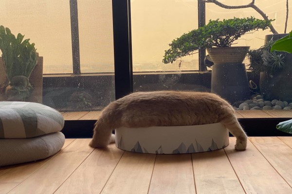 奶油貓抱沙發太久　奴才翻身竟成「ㄇ字型」網笑：脫模嗎？