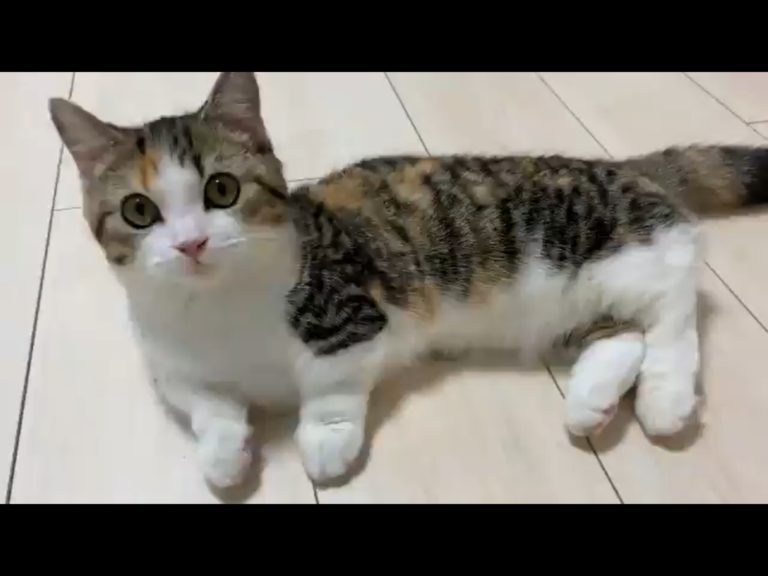 短腿貓Rin（りん）日前參與日本推特相當火紅的「貓咪伸展大挑戰」，腿腿一伸網友全被萌殺。（圖／Twitter@minuet_rin） 