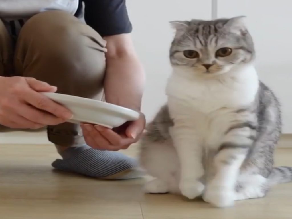 日本一隻貓咪只喜歡奴才「親手餵食」（圖／IG@uchigram.tokyo）