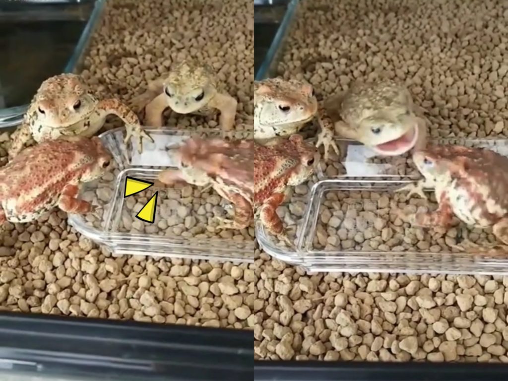 主人為四隻蟾蜍辦桌卻只提供「單人餐點」，讓牠們氣到想翻桌。（圖／TikTok@animalouo） 