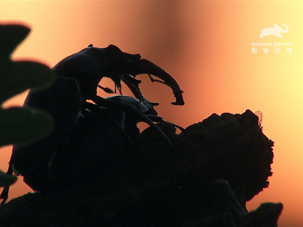 蟲蟲界的交配神奇體位媲美印度慾經（圖／動物星球頻道提供）
