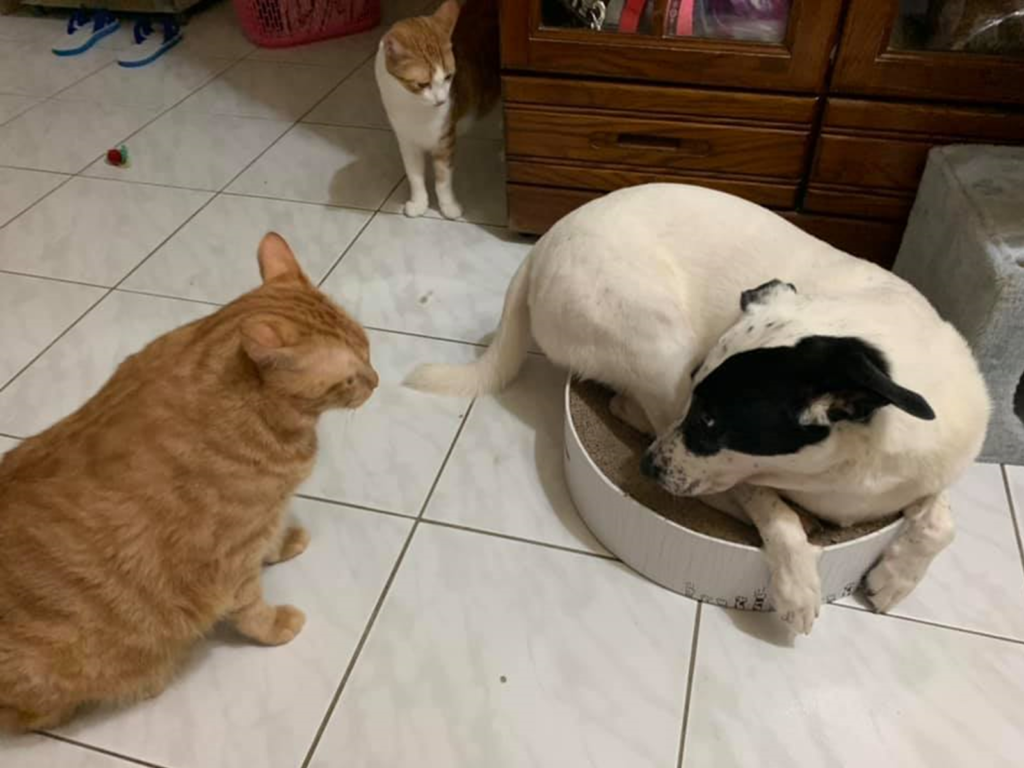 網友家的大狗狗躺在貓抓板上，讓一旁的貓氣噗噗怒視。（圖／網友Meng Yun Tsang授權提供）