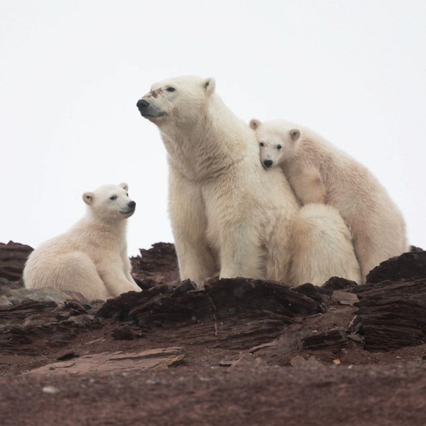 北極熊寶寶「搶塑膠袋」吃下肚　探險隊負責人：好心痛！