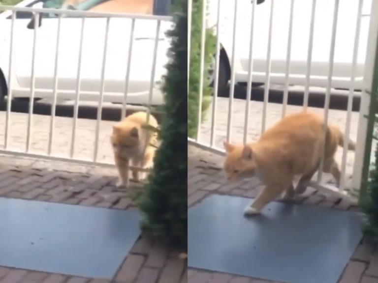 國外一隻橘貓想穿越欄杆回家卻被卡住（圖／翻攝自FB@kelaboyennakal）