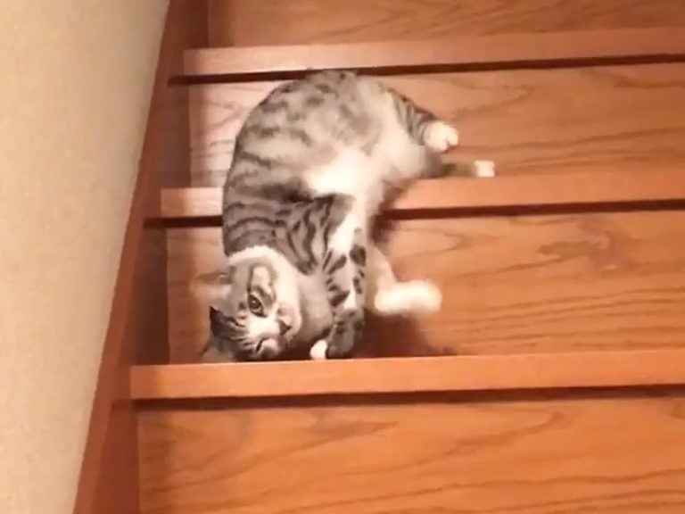 日本一隻白底虎斑貓竟然用「流」的方式下樓梯（圖／twitter@yuto0812127）