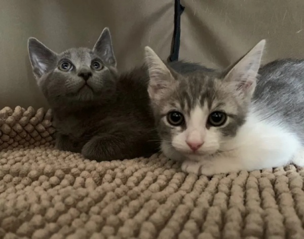 也希望調皮的艾洛和阿立奧可以找到新家。（圖／Alley Cat Rescue） 