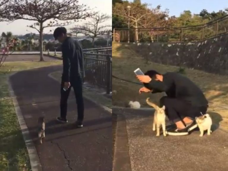 日本一名推主在公園遇到親人浪貓，沒想到牠竟然引他到貓咪聚會場所（圖／翻攝自twitter@Hi_brother23）