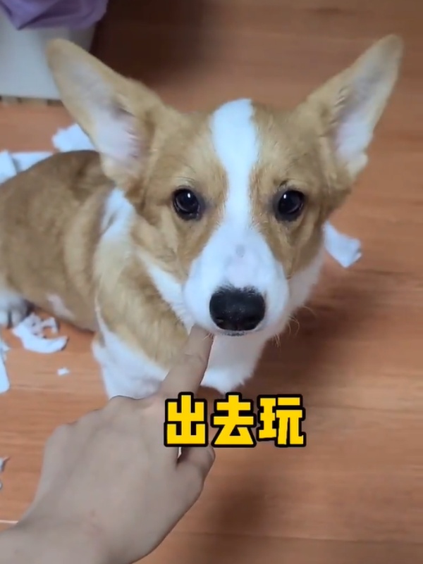 你說什麼！出去玩！！！（圖／抖音@chachapipi） 