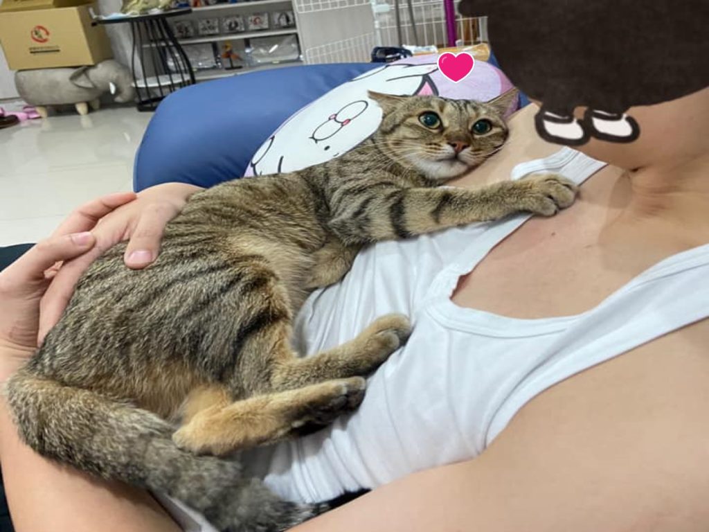 ▲浪貓「貼胸口深情凝望男友」。（圖／網友Nashi Lu授權提供）