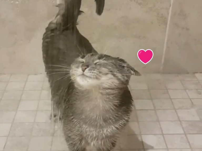 貓咪愛沖澡每天堅持陪媽洗香香　網驚：順便喝水嗎？
