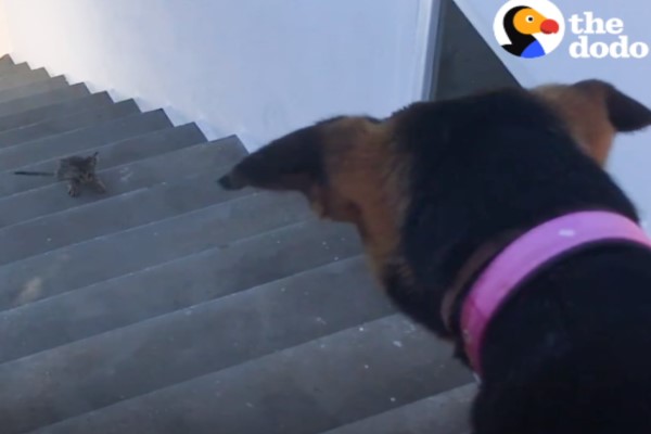 小浪貓「半路認狗」當作媽　大汪直接收編：我照顧你！