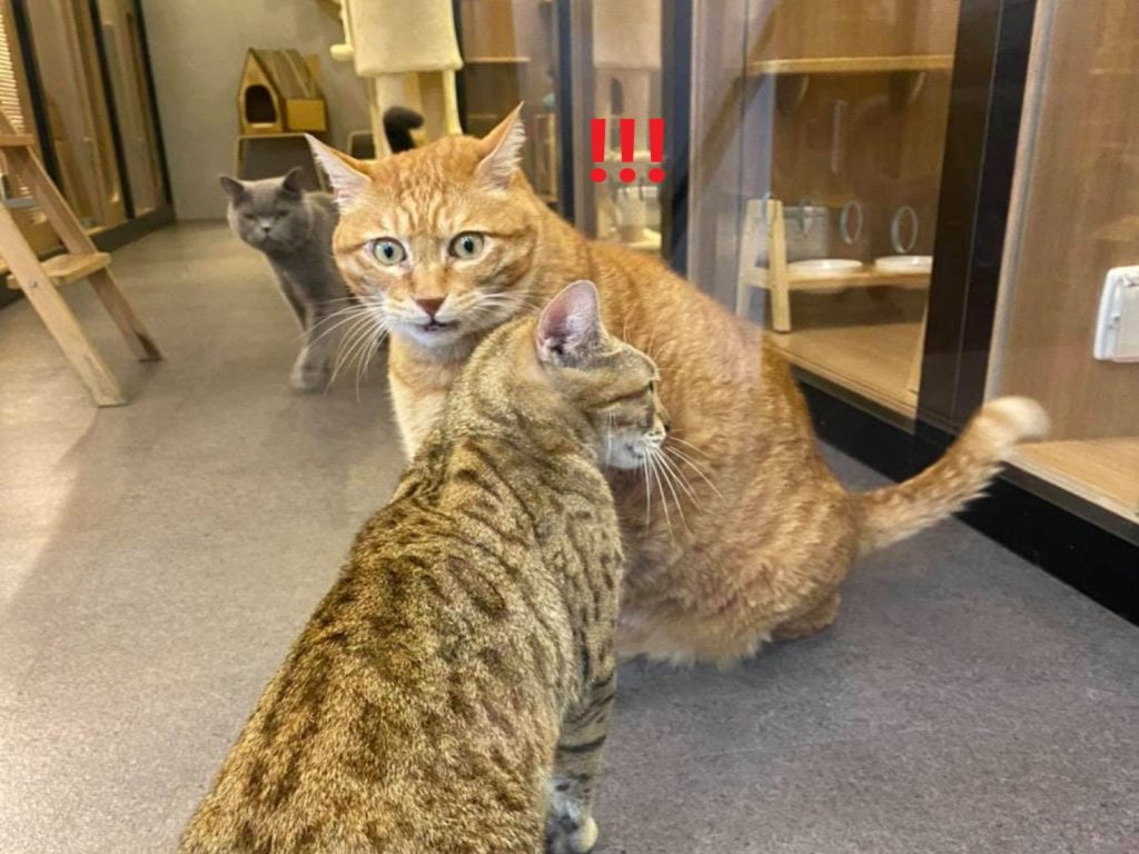 胖橘貓「阿咪」面對虎斑貓妹妹主動搭訕驚訝到目瞪口呆（圖／粉專內湖胖橘授權提供）