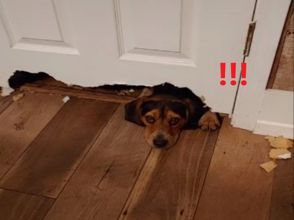 國外一名女子才離開狗狗10分鐘，浴室門就被「加裝狗洞」（圖／翻攝自Tik Tok@aprilshowers86）