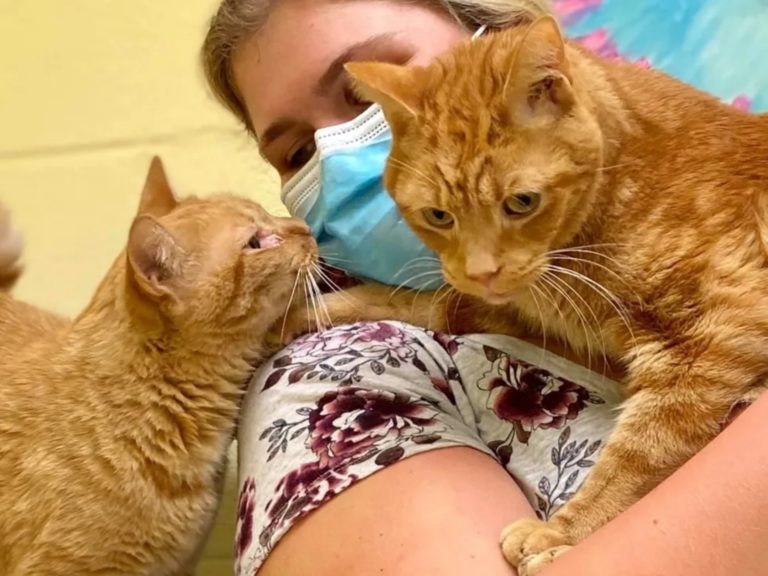 ▲橘貓兄弟遭棄收容所害怕驚慌，遇女子秒融化。（圖／Friends of Anne Arundel County Animal Care and Control）