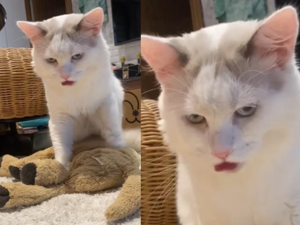 布偶貓Kobe天生厭世臉，踩踏狗娃娃時還會抖動小舌頭看起來似乎怨念很深（圖／網友馮牙牙授權提供）