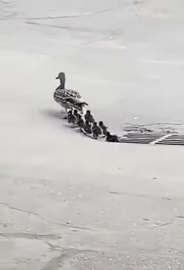 鴨媽帶著孩子經過水溝蓋卻沒留意，一隻小鴨跌了進去。（圖／reddit@u/SalvatoreGannaci）