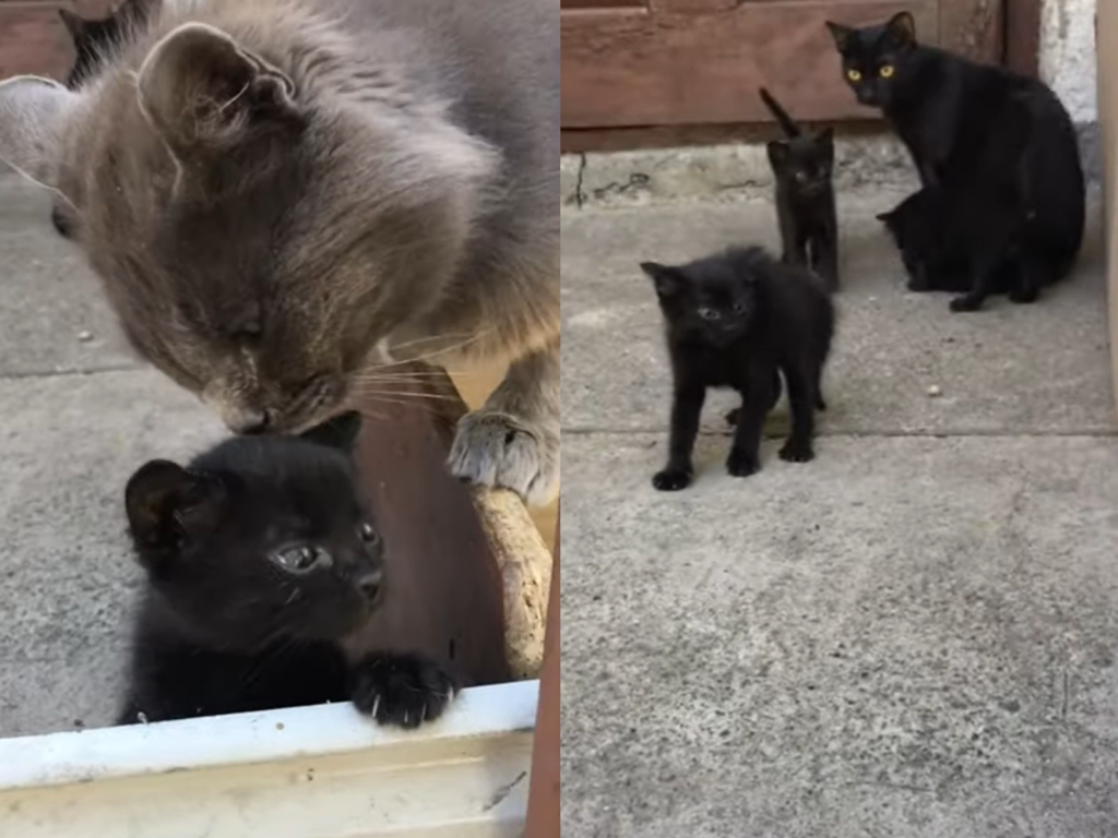 小黑貓被好奇聞頭的貓爸嚇得不輕，讓貓媽媽氣噗噗追打！（圖／翻攝自Tik Tok@lilifilonenko）